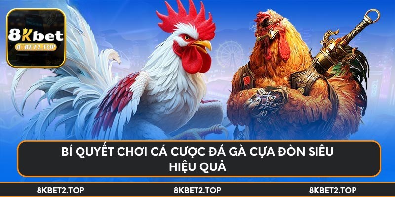 Bí quyết chơi cá cược đá gà cựa đòn siêu hiệu quả