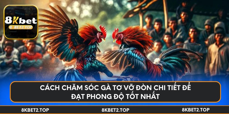 Cách chăm sóc gà tơ vỡ đòn chi tiết để đạt phong độ tốt nhất