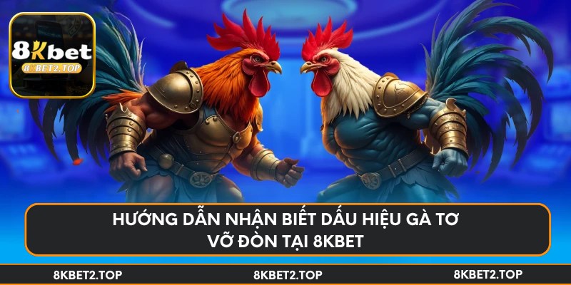 Hướng dẫn nhận biết dấu hiệu gà tơ vỡ đòn tại 8KBet