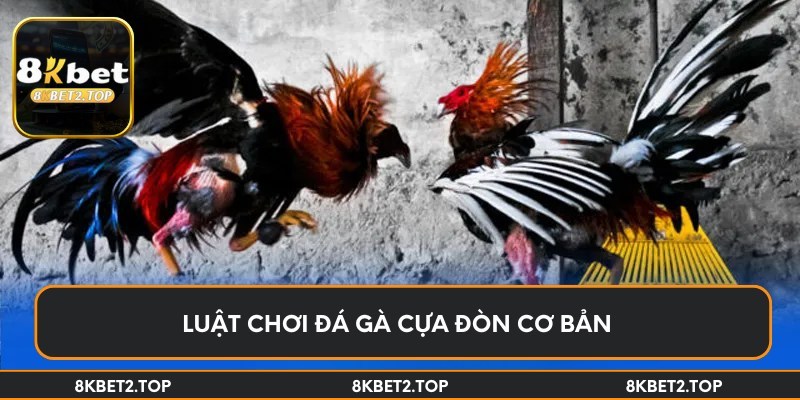 Luật chơi đá gà cựa đòn cơ bản 
