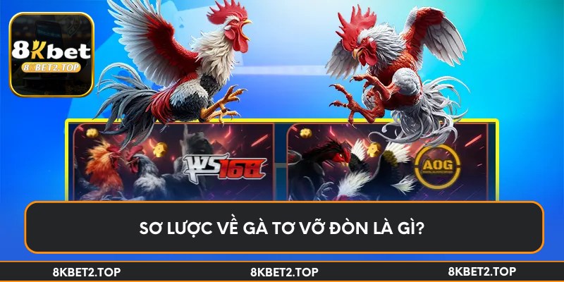 Sơ lược về gà tơ vỡ đòn là gì?